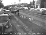 Dog Sledding on Forest Avenue, 1947
